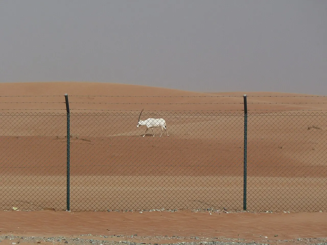 محمية المها العربي